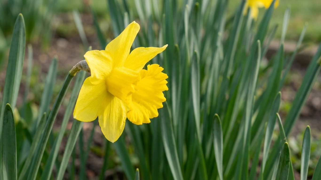 Stop Cutting Daffodil Leaves After Blooming—Here's Why Your Spring Garden Depends on It