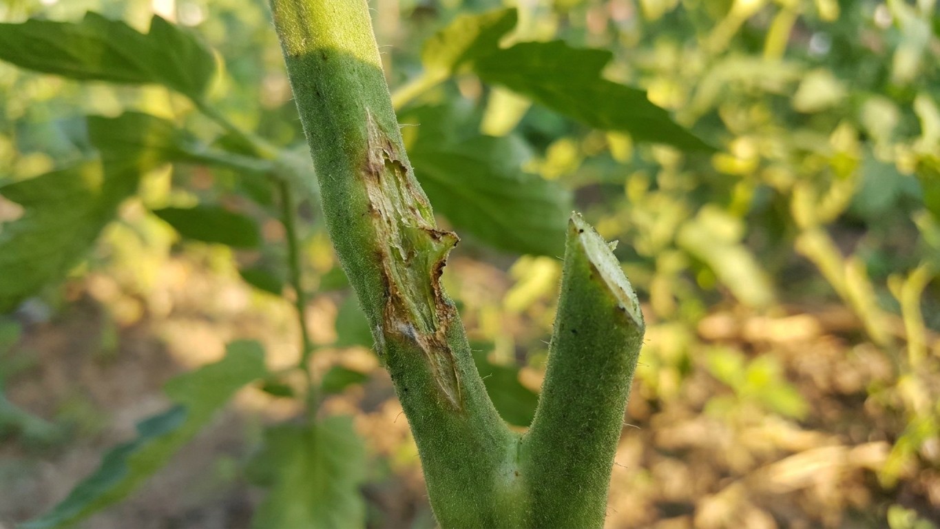 Why Pinching Tomato Suckers Bare-Handed Caused My Entire Row to Collapse by July