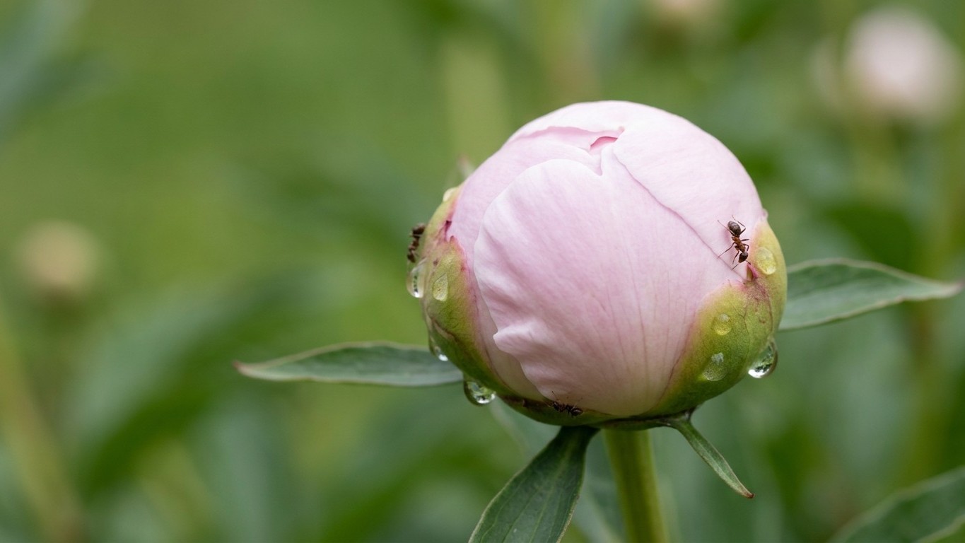 Why Your Peonies Won't Bloom: The Ant Secret That Changes Everything