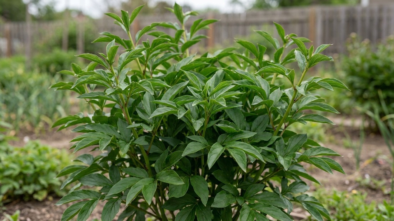Why Your Peonies Won't Bloom: The April Fertilizer Mistake That Starves Every Bud