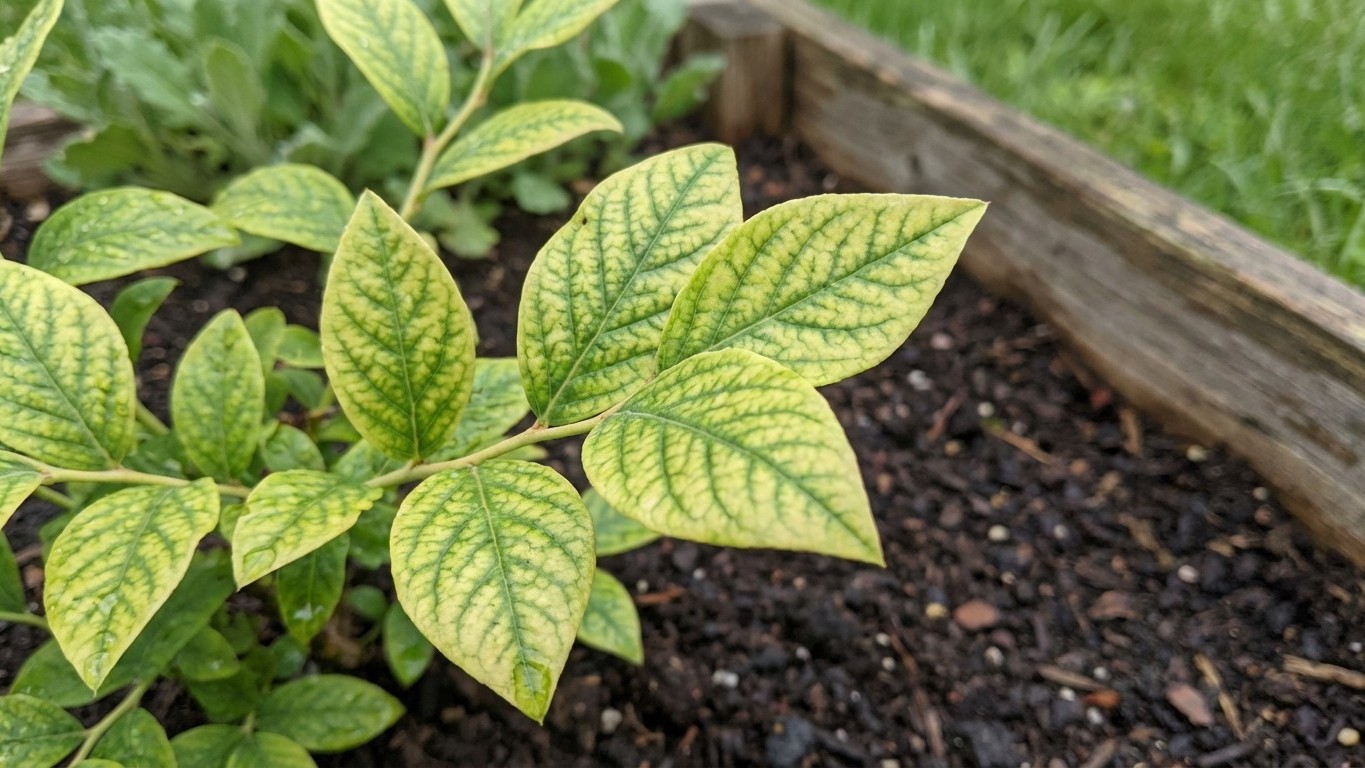 Wood Ash in Your Garden: Why Scientists Say This Centuries-Old Practice Triggers Hidden Nutrient Collapse