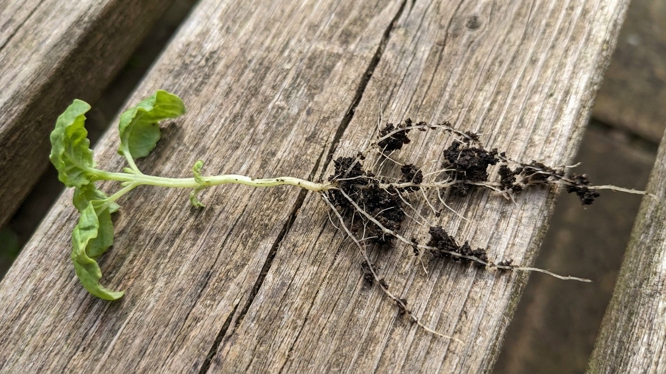 Why Your Basil Stops Growing at 4 Inches: The Root Problem You've Been Missing