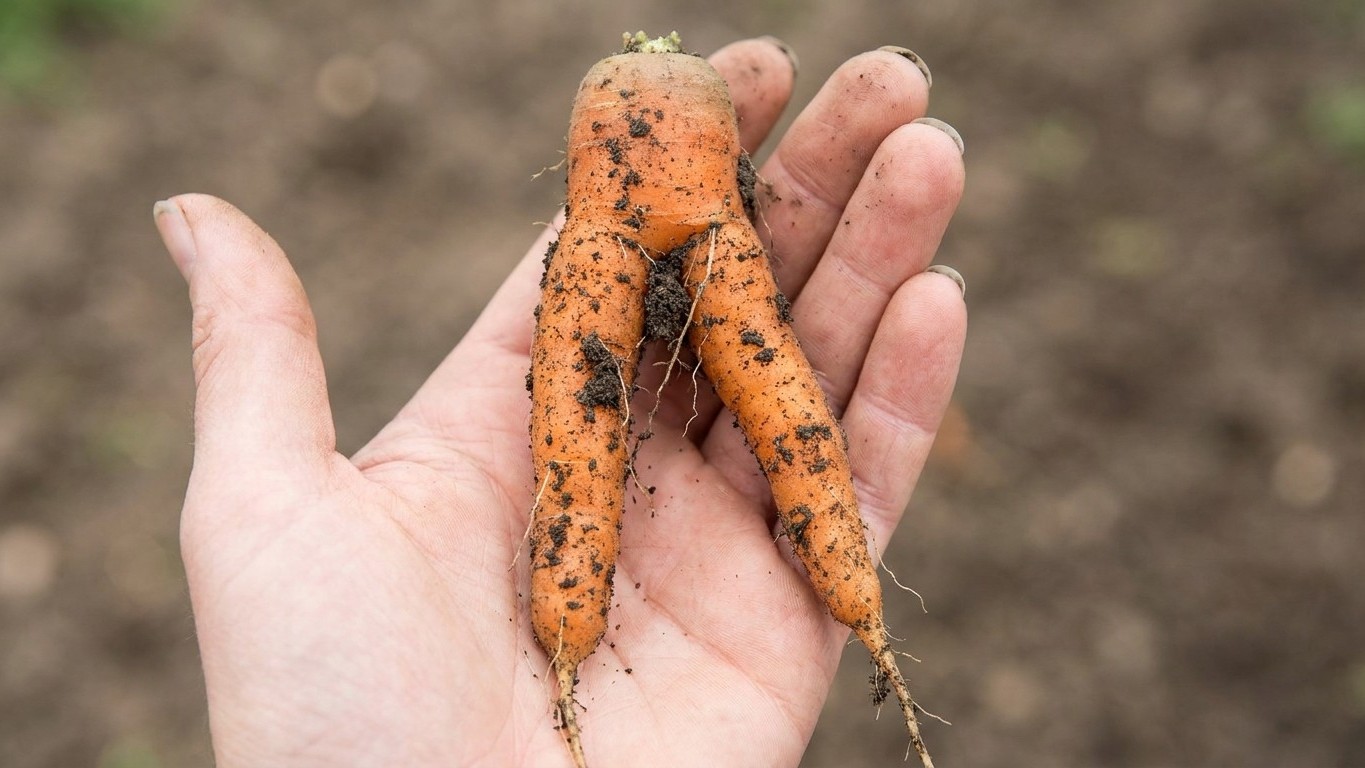 Why Your Carrots Fork: The Thinning Mistake That Sabotages Every Harvest