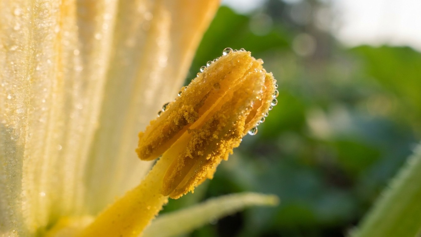 Why Your Dawn-Harvested Zucchini Flowers Are Sabotaging Your Entire Crop