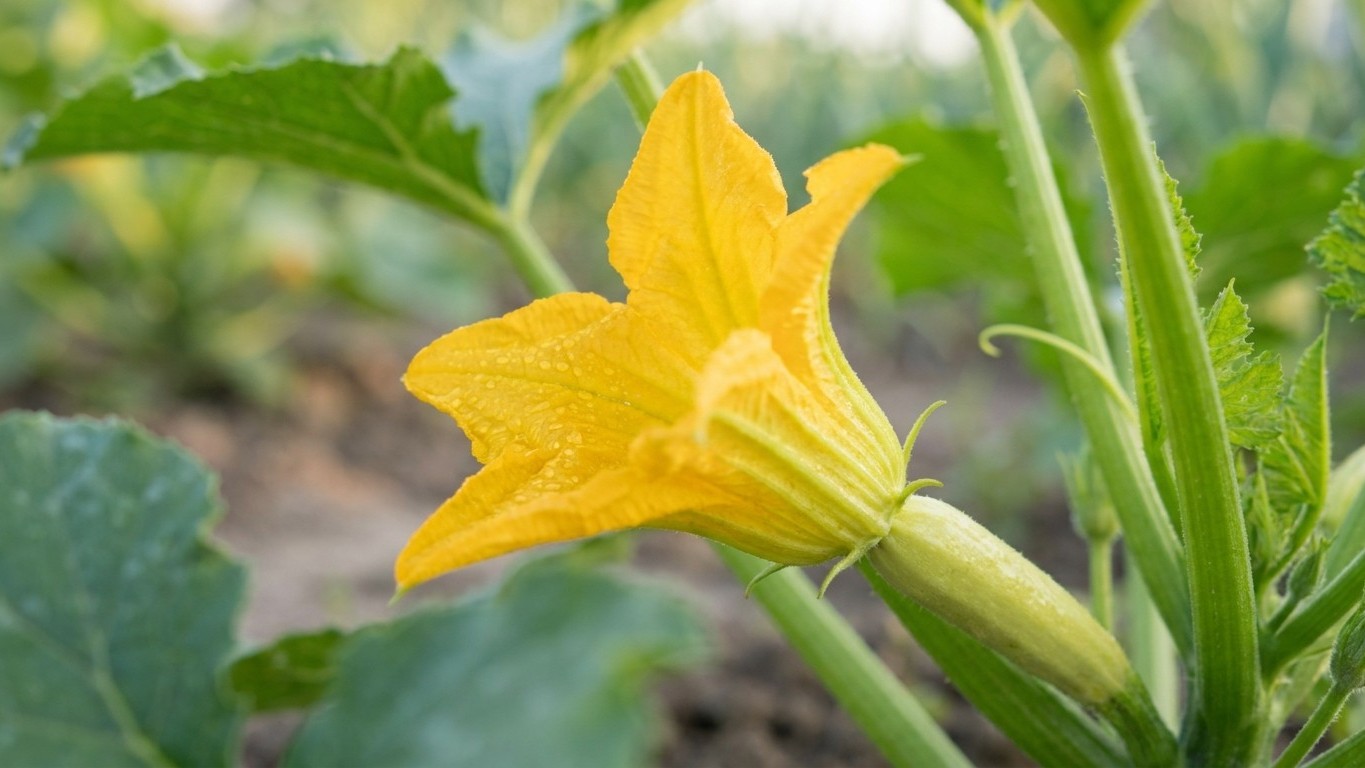 Why Your Zucchini Fruits Keep Falling Off: The Pollination Mistake Every Morning Gardener Makes
