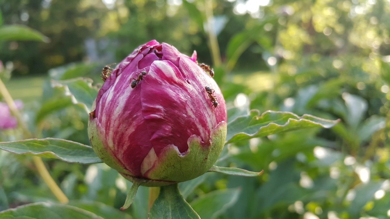 Your Neighbor's One Sentence Could Save Your Peonies This May