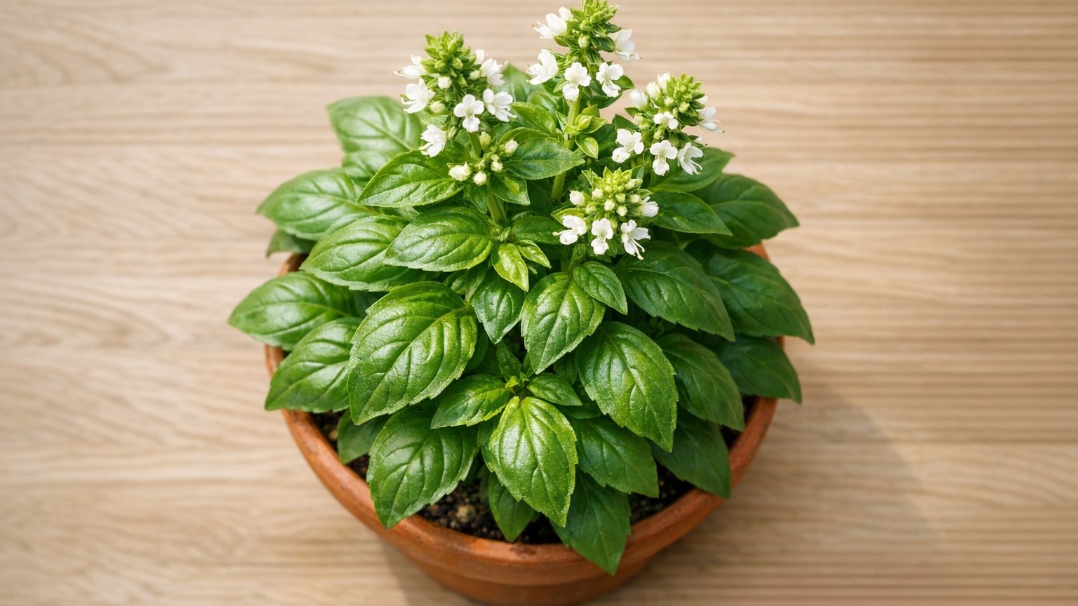 Why Your Beautiful Basil Flowers Mean Your Plant Is Dying—And How to Stop It