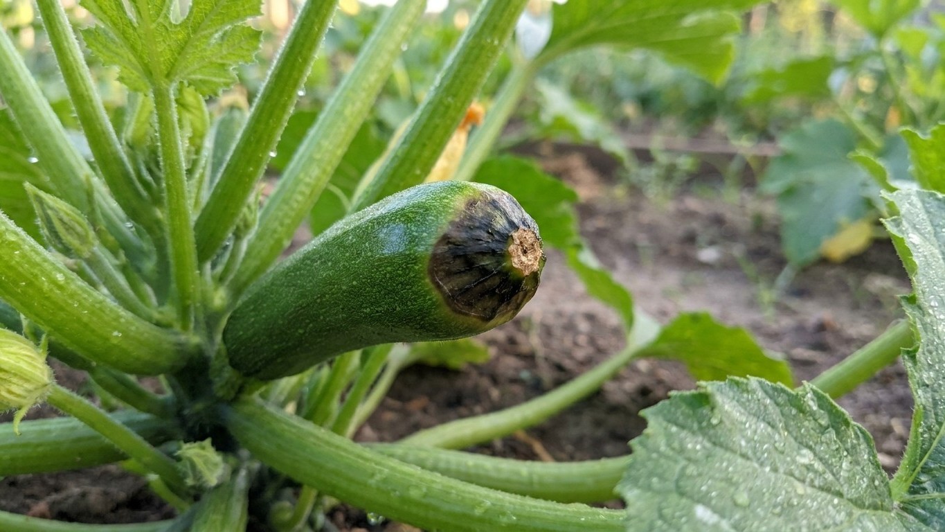 Why Your Zucchini Keep Rotting at Thumb Size: The Pollination Secret Most Gardeners Miss