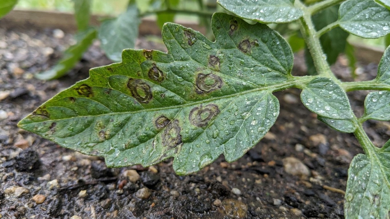 I put last year's tomato stakes back in the ground to save a few euros: three weeks after the first watering, I saw what h...