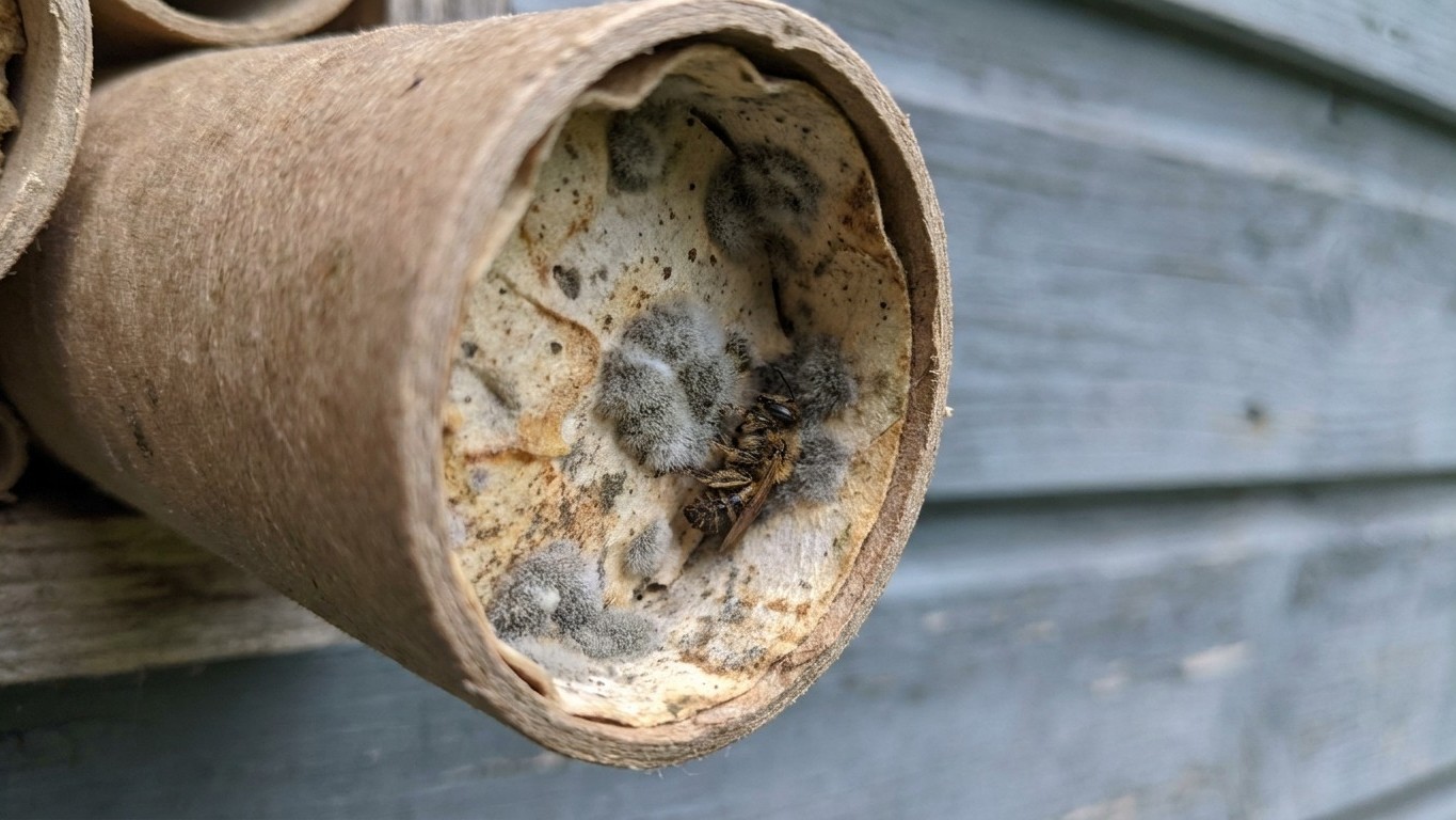 I screwed my insect hotel onto the shaded north wall just to keep it out of the way: when I opened the tubes the next spri...