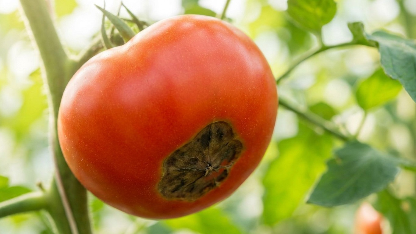 I sprayed fungicide on my tomatoes with black bottoms for weeks: a gardener showed me I wasn't treating the right problem ...