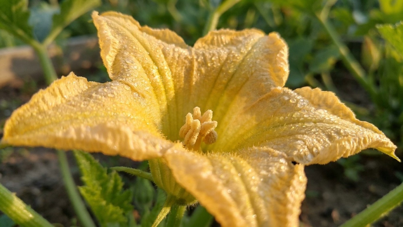 I watched my zucchini flowers open every morning for a week: the day I looked inside one at dawn, I understood why not a s...
