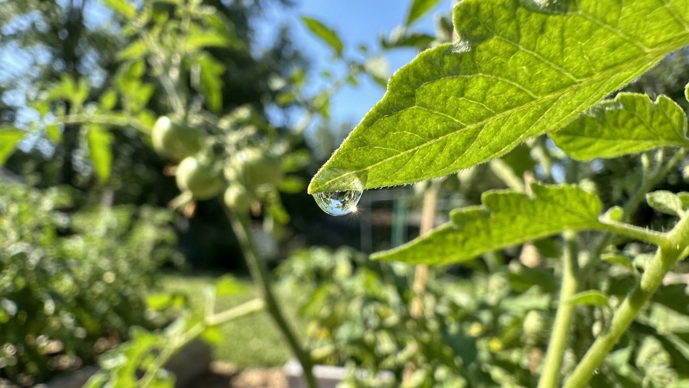 I watered my tomatoes at noon in 33°C heat like everyone else: a gardener showed me what every drop left on the leaves was...