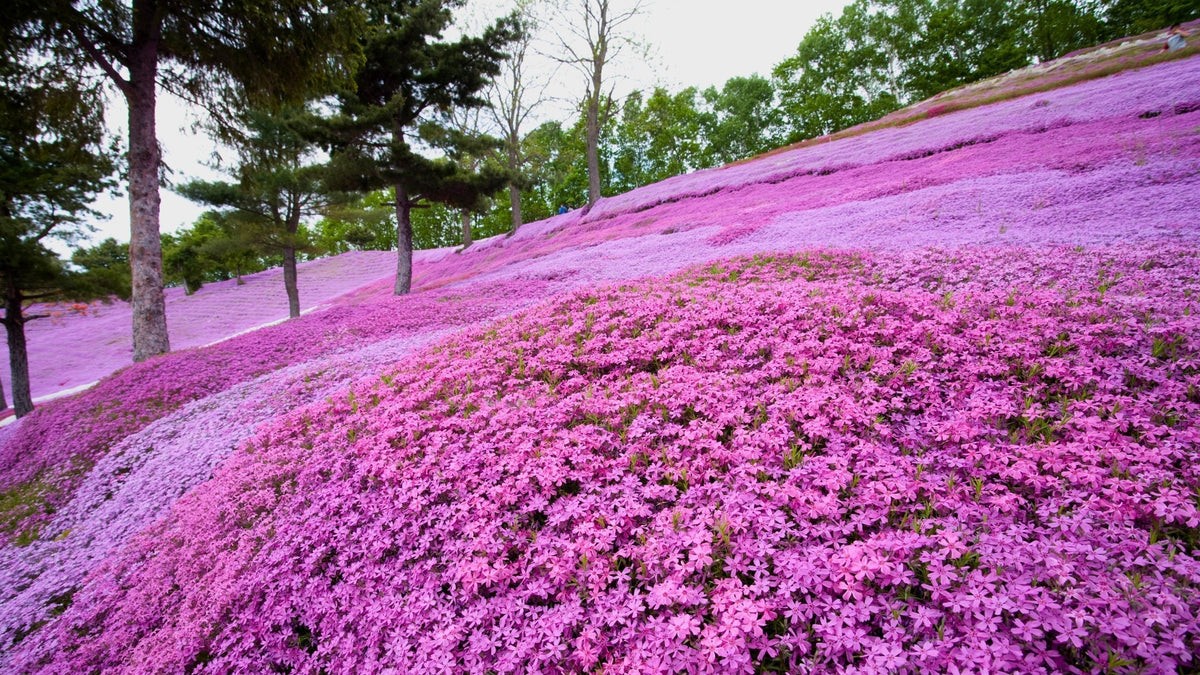 Kurapia Is Replacing Traditional Lawns in 2026: The Drought-Proof Ground Cover That Never Needs Mowing
