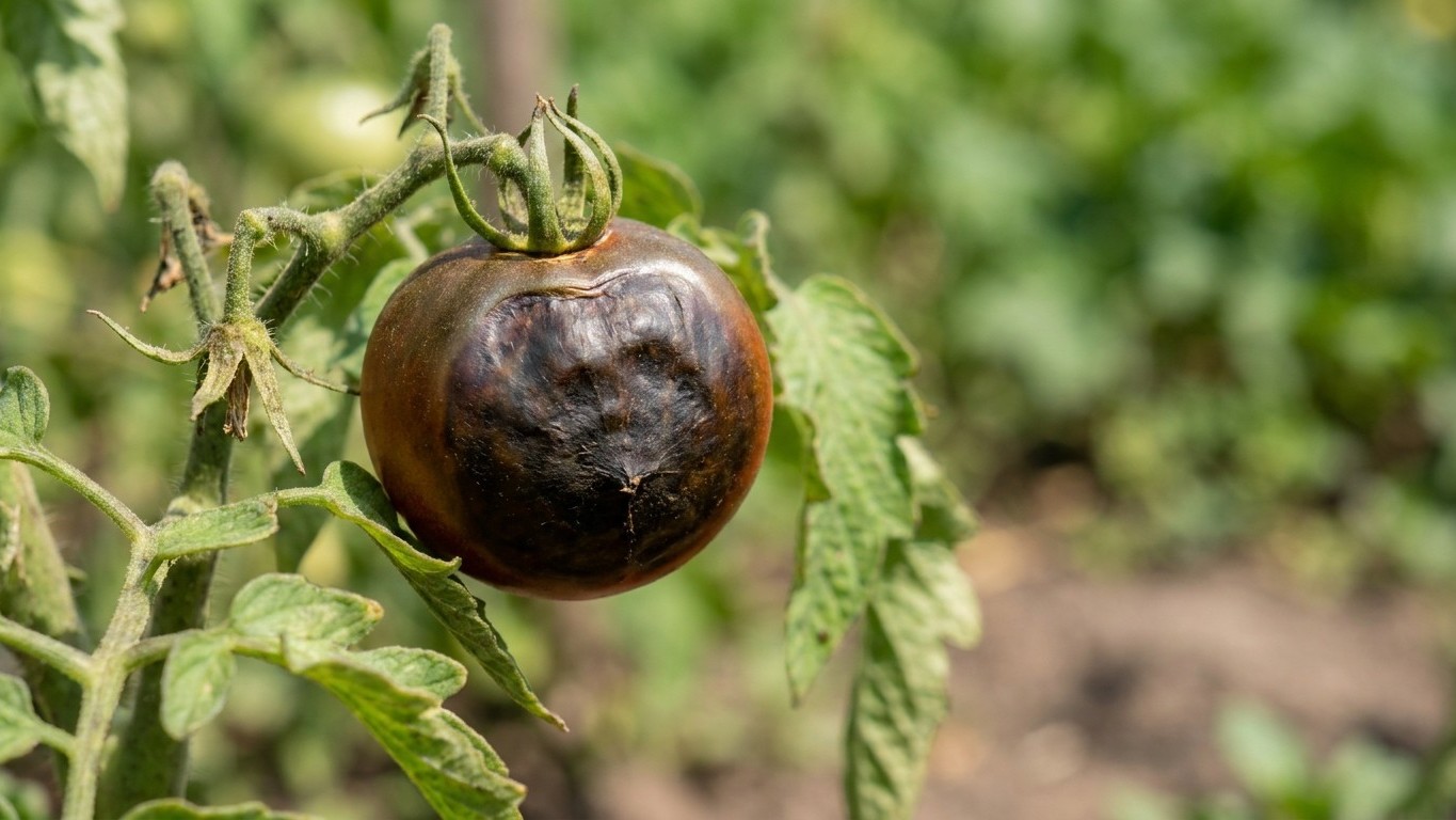 Stop Spraying Your Tomatoes: Why Calcium on Leaves Won't Fix Blossom End Rot