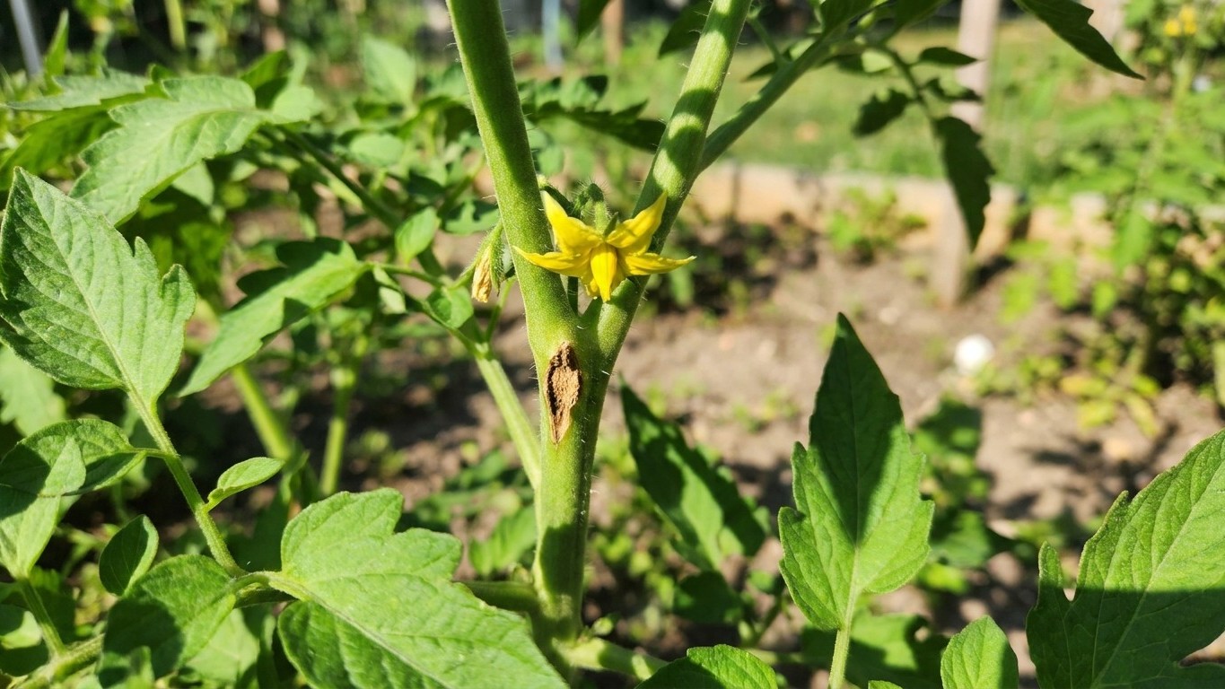 Why Your Tomato Flowers Drop in Heat: It's Not Your Watering, It's the Pollen