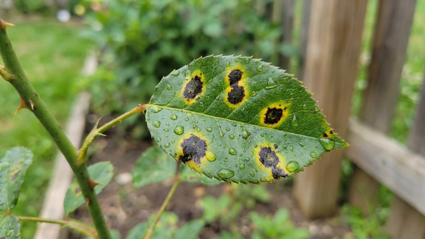 I raked up my spotted rose leaves and tipped the lot on the compost heap just to save the green bin: the following June, w...