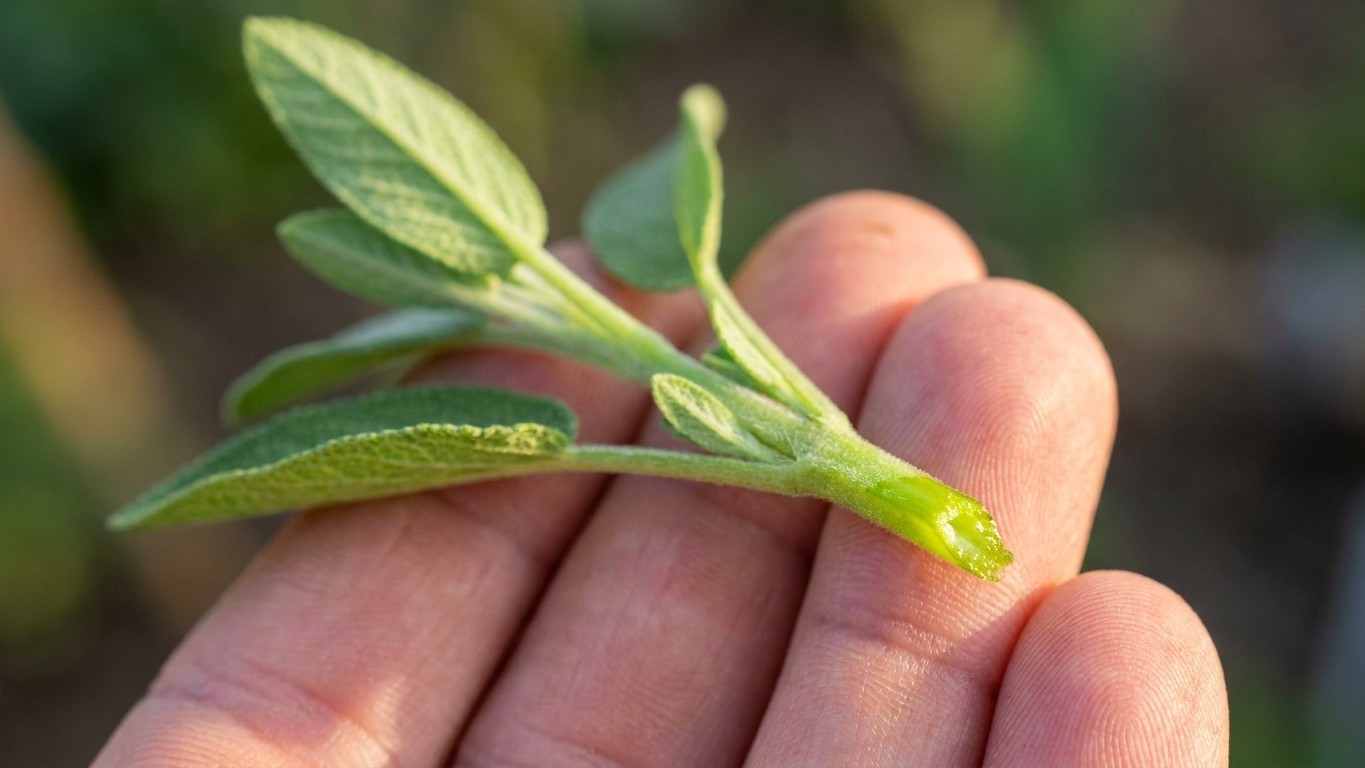 I took my sage cuttings off the flowering stems in August just to get free plants: three weeks later, mine were black at t...