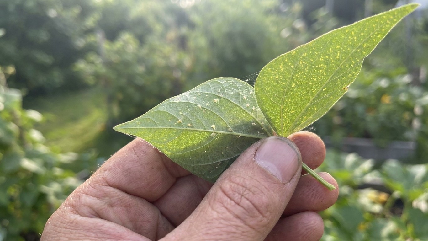 I watered my beans at the base only through the 32°C spell just to save water: the day I turned a leaf over, it was alread...