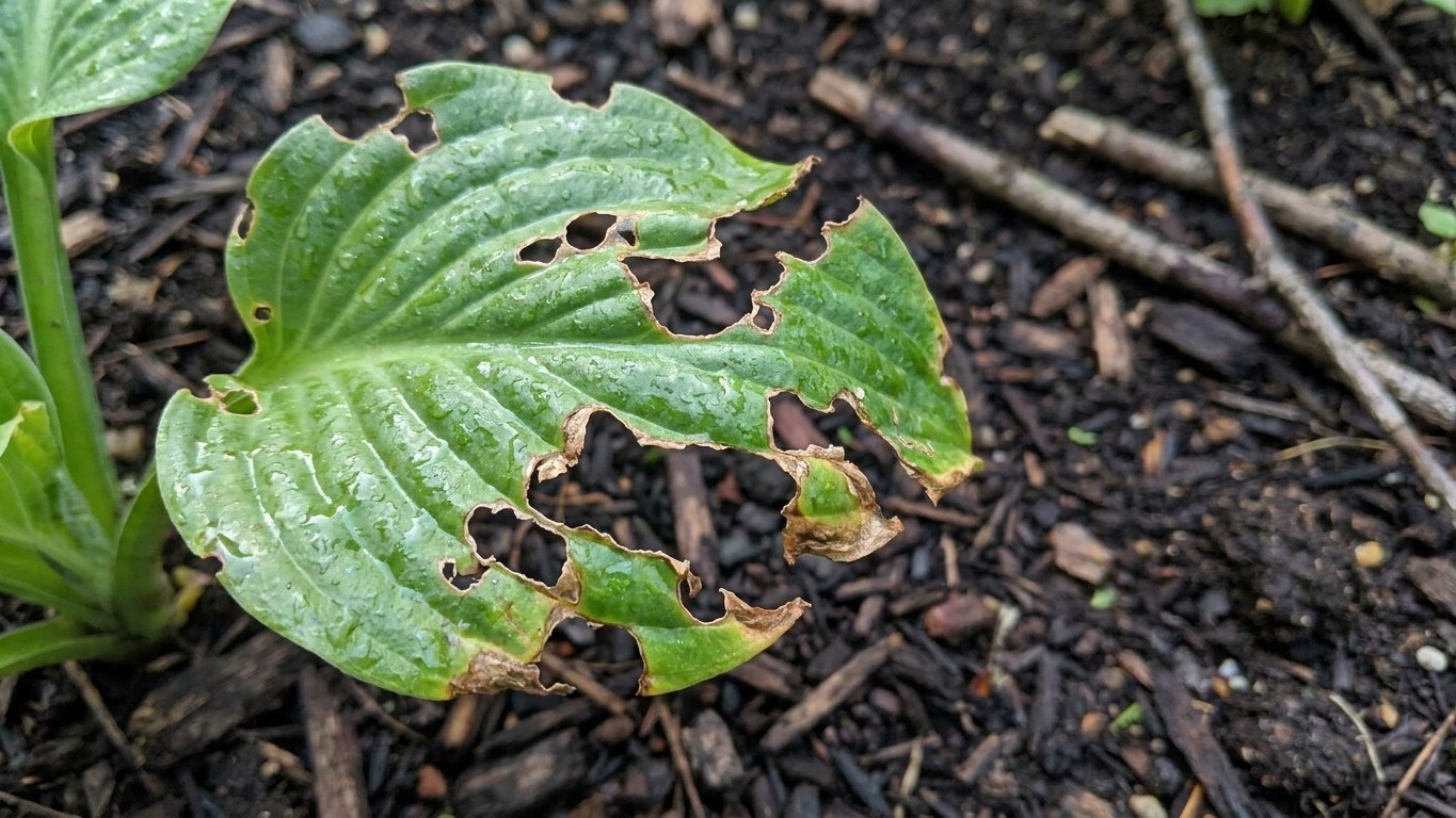 If those ragged holes are back on your hosta leaves every morning, it's not that the eggshell ring is too thin: it's what'...