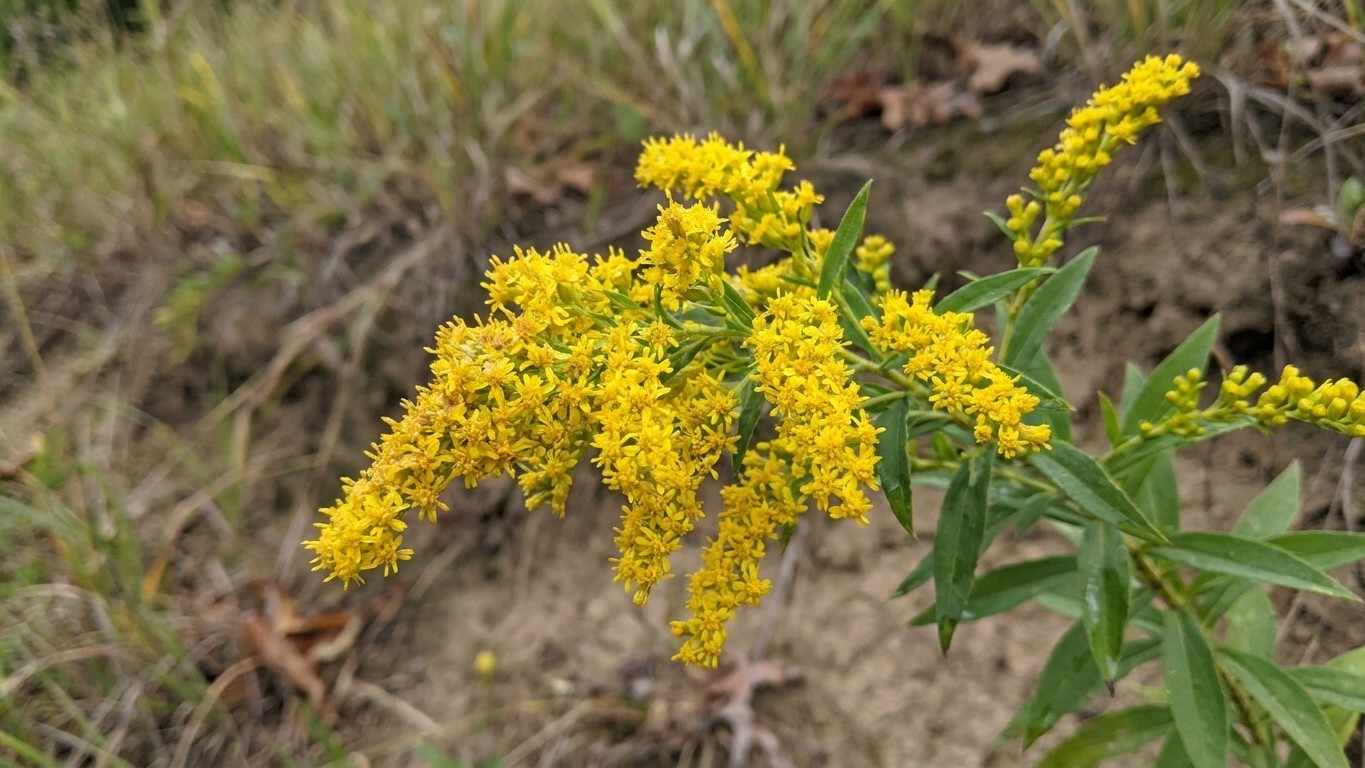 Old-timers never let goldenrod flower twice on the same bank: the forgotten reason is resurfacing in 2026